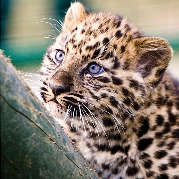 Kitty Kerchief - Leopard Headband 🐆 - Picture 3 of 3